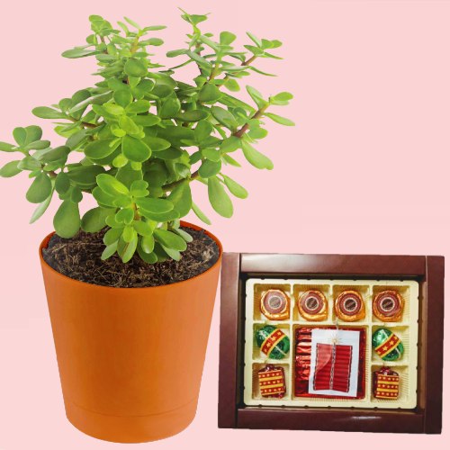 Diwali Special Cracker Chocolate with Jade Plant