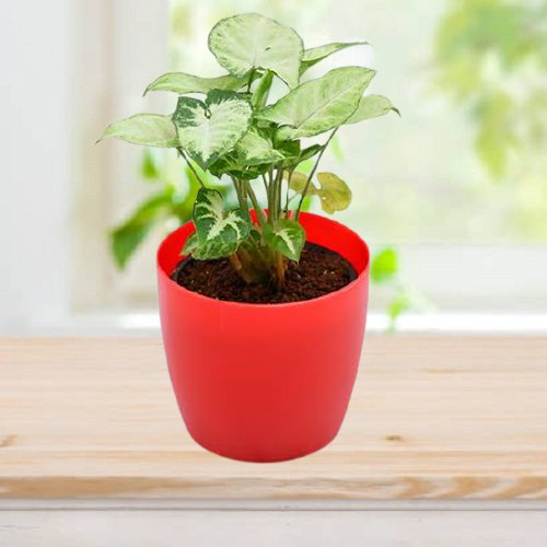 Buy Send Classic Syngonium Plant in Red Pot Order Now In tasty treat Cakes