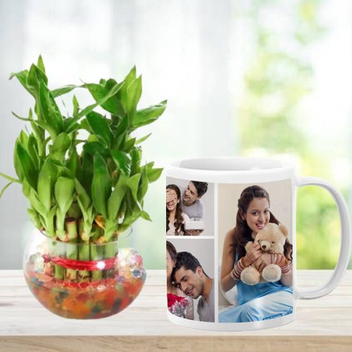 Buy Order Online Now Personalized Photo Mug with Real Nature lucky Bamboo Plant